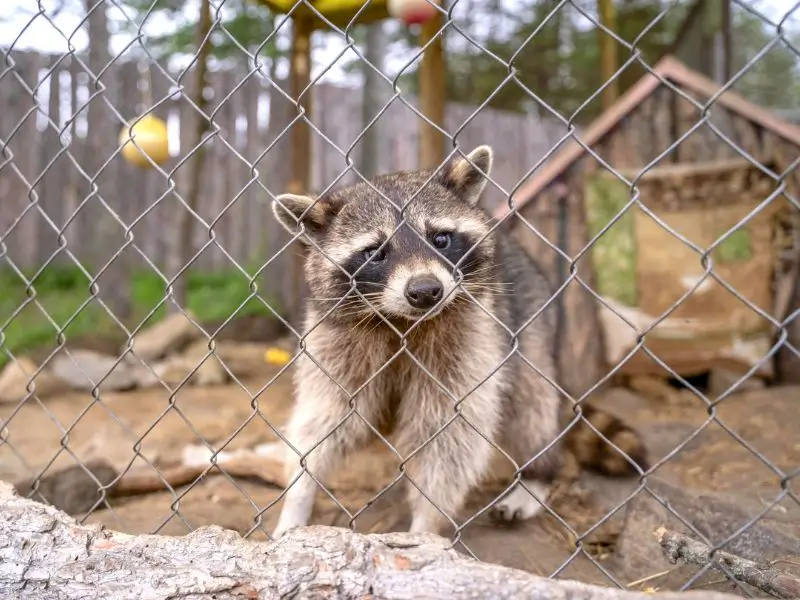 Wildlife protection fence preventing raccoons from entering a residential yard in Seattle, WA<br />
