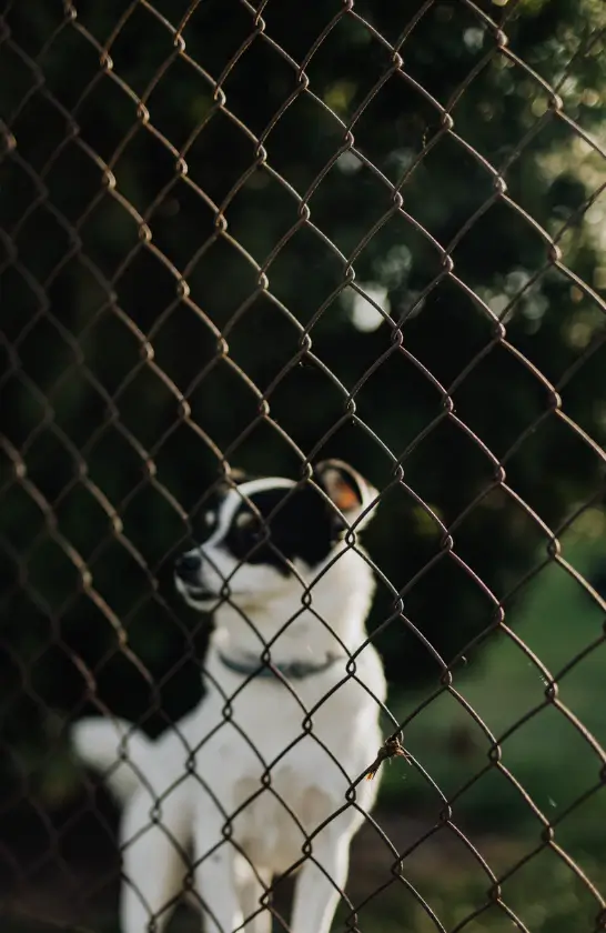 Dog safely enclosed behind chain link pet fence in Seattle backyard