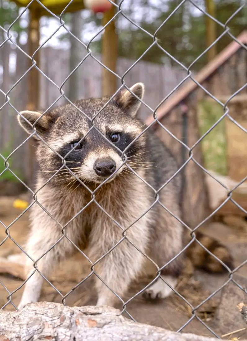 Raccoon behind chain link wildlife protection fence in Seattle<br />

