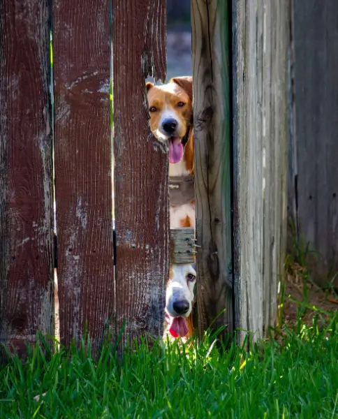 Old damaged wooden fence in Seattle with gaps requiring repair or replacement